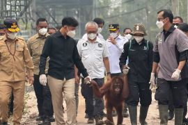 Gibran orders medical care for smoke-affected orangutans in Kalimantan