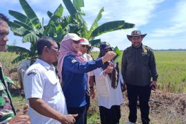 Gerdal hama tikus, Kementan sasar 30 hektare sawah di Aceh Timur