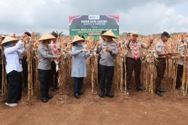 Kapolda Jatim panen raya jagung kuartal III seluas 20 ha di Banyuwangi
