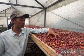 BI Cirebon mengarahkan komoditas kopi Gunung Ciremai tembus ekspor
