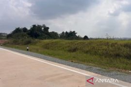 East Kalimantan's wildlife agency tracks orangutan near Bengalon road