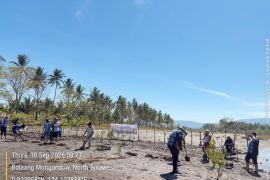 DLH Sulut tanam 500 bibit mangrove di Pantai Ambang Bolmong