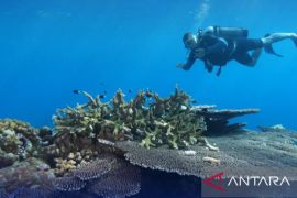 DKP Maluku sebut Kepulauan TNS jadi aset strategis jaga pelestarian bawah laut