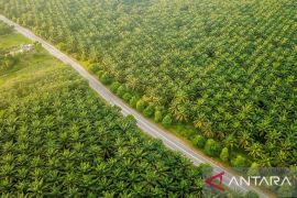 Perkuat tata kelola standar global, PTPN IV PalmCo akselerasi sertifikasi ratusan kebun dan PKS