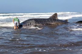 Kepolisian Resor Jembrana amankan hiu paus terdampar di pantai Kecamatan Pekutatan