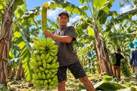 Pisang mas Kirana Lumajang mulai jajaki pasar Singapura