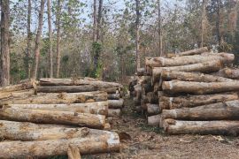 KPH Cepu rencanakan penebangan hasi hutan 9.299 meter kubik kayu selama 2026