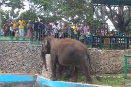 TMSBK Bukittinggi tegaskan Gajah Zidan dirawat optimal, segera diarahkan dievakuasi
