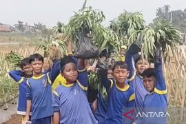 Pemkab Bogor jadikan median Jalan Bomang eduwisata ketahanan pangan