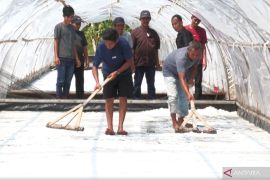 Garam Desa Sebubus jadi andalan swasembada garam Nasional