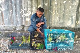 Kemenhut tetapkan tiga tersangka perdagangan satwa endemik Papua