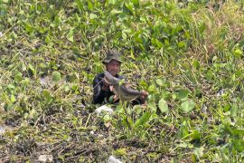 Kemarau panjang, rawa di Bypass Bayur-Panangkalaan bawa berkah bagi warga