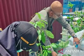 BKHIT Maluku awasi 16 ribu bibit tanaman cegah penyebaran hama