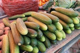 Kemarau panjang picu kenaikan harga ketimun di Gorontalo
