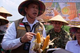 Bulog mencatat realisasi distribusi jagung SPHP mencapai 159,3 ribu ton