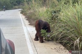 Orang Utan berulang kali cari makan di pinggir jalan poros Sangatta