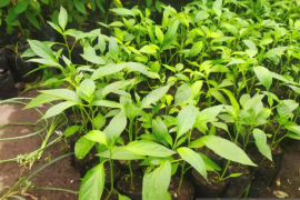 Fakultas pertanian UNJA dorong petani Jambi hasilkan bibit cabai unggul
