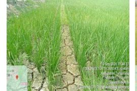 Distan Banten lakukan pompanisasi antisipasi meluasnya sawah kekeringan