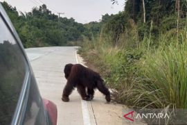 BKSDA turunkan tim pantau keberadaan orangutan di jalan poros Sangatta-Rantau Pulung