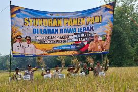 Petani Desa Habau kembangkan varietas padi Sentani di lahan lebak