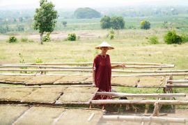 Harga tembakau di Lamongan capai Rp52.000 per kilogram