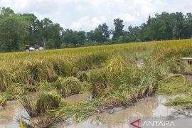 Cetak sawah di Sumsel sesuai rencana