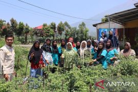 PNM Perkuat Klaster Budidaya Cabai Nasabah di Kerinci