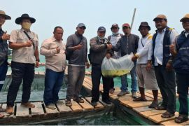 DKP Kalimantan Barat dan KIPP tebar 5.000 bibit kerapu untuk nelayan Pelapis