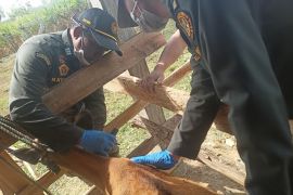 Pemkab Konawe Selatan dan Barantin ambil sampel darah ternak deteksi TBC hewan