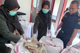 Karantina NTT menahan 1,23 ton daging hiu tanpa sertifikat