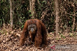 BKSDA jelaskan kronologi penanganan orangutan di Kutai Timur