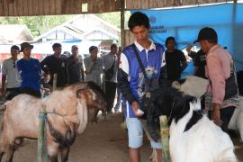 Banua Enam goat contest attracts hundreds breeders, supported by Adaro