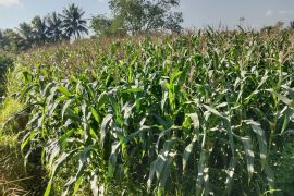 Lombok Tengah memperkuat koordinasi antisipasi kekeringan lahan pertanian
