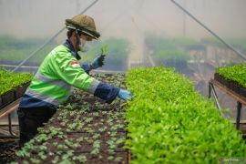 Pusat pembibitan program reklamasi dan rehabilitasi lahan pascatambang