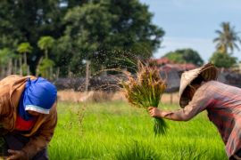 Dosen Unand: Sesuaikan modernisasi alsintan dengan luas lahan petani