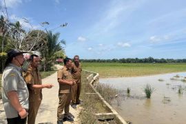 Aceh Timur pulihkan 8.074 hektare sawah terdampak bencana