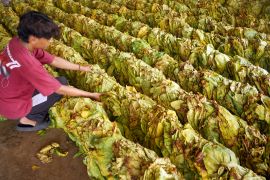 Dinas Pertanian sebut harga tembakau rajangan Tulungagung capai Rp130 ribu