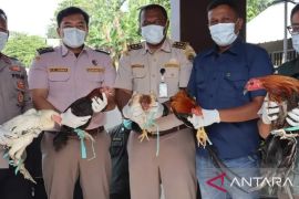 BKHIT Maluku musnahkan puluhan ekor unggas tanpa dokumen karantina