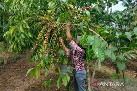 Produksi kopi Rejang Lebong capai 15,61 ribu ton