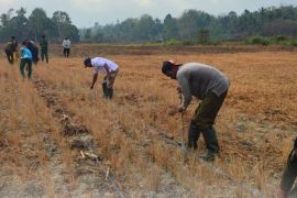 BBRMP Maluku kembangkan kelapa dalam varietas Mapanget dan ubi kayu sebagai komoditas lokal