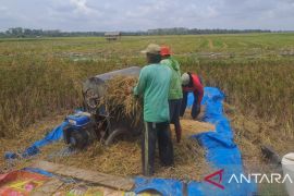 DPKP Babel: Produksi beras petani Bangka Selatan surplus