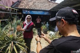 Eduwisata Kampung Nanas Jumbo di Sleman