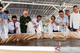 DKP Sulteng tebar 4.000 benih nila merah di Sigi jaga ketahanan pangan