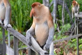BKSDA sends rescue team after 12 proboscis monkeys die in fire