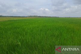 DPKP: Bangka Selatan bantu defisit stok beras di empat kabupaten