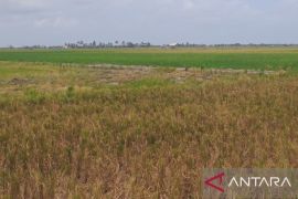 BPN tetapkan 22.436 hektare sawah di Babel sebagai kawasan LSD