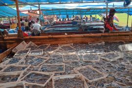 Dinas Perikanan: Ubur-ubur mendominasi hasil tangkapan nelayan Cilacap