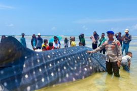 Hiu Paus sepanjang 9 meter ditemukan mati terdampar di Wakatobi