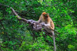 Karhutla di Kalsel ganggu habitat bekantan