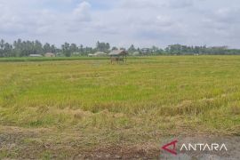 Pemprov Babel percepat Bangka Barat sebagai daerah swasembada beras